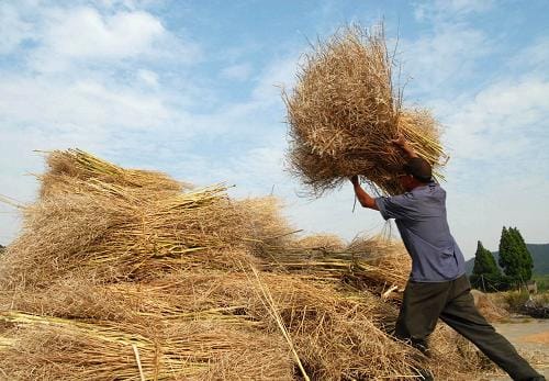 straw for processing