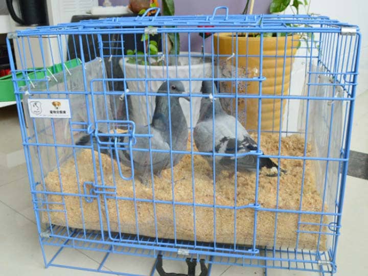 pigeon bedding with wood shavings